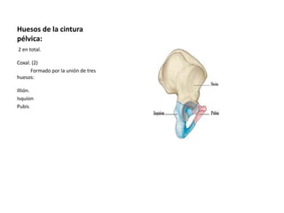 Huesos de la cintura 
pélvica: 
2 en total. 
Coxal. (2) 
Formado por la unión de tres 
huesos: 
Illión. 
Isquíon 
Pubis 
 