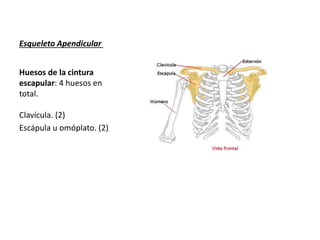 Esqueleto Apendicular 
Huesos de la cintura 
escapular: 4 huesos en 
total. 
Clavícula. (2) 
Escápula u omóplato. (2) 
 
