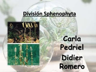 División Sphenophyta 
Carla 
Pedriel 
Didier 
Romero 
 