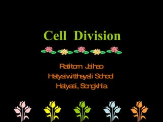 Cell  Division Ratitorn  Jaihao Hatyaiwitthayali School Hatyaai, Songkhla 