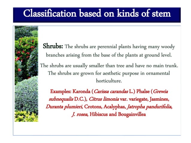 Division and Classification of Horticultural Crops .pdf