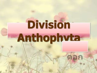 Division
Anthophyta
 