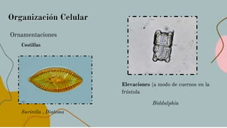 Organización Celular
Ornamentaciones
Costillas
Surirella , Diatoma
Elevaciones (a modo de cuernos en la
frústula
Biddulphia
Organización Celular
 