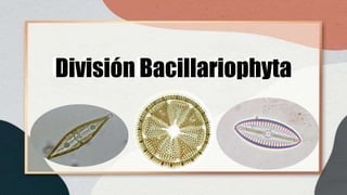 División Bacillariophyta
División Bacillariophyta
 