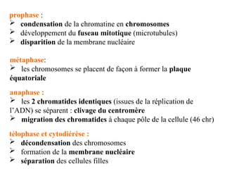 prophase :
 condensation de la chromatine en chromosomes
 développement du fuseau mitotique (microtubules)
 disparition de la membrane nucléaire
métaphase:
 les chromosomes se placent de façon à former la plaque
équatoriale
anaphase :
 les 2 chromatides identiques (issues de la réplication de
l’ADN) se séparent : clivage du centromère
 migration des chromatides à chaque pôle de la cellule (46 chr)
télophase et cytodiérèse :
 décondensation des chromosomes
 formation de la membrane nucléaire
 séparation des cellules filles
 