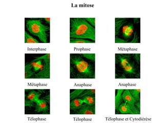 Interphase Prophase Métaphase
Métaphase Anaphase Anaphase
Télophase Télophase et Cytodiérèse
Télophase
La mitose
 