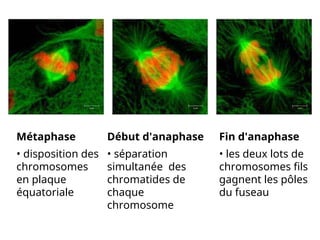 Métaphase
• disposition des
chromosomes
en plaque
équatoriale
Début d'anaphase
• séparation
simultanée des
chromatides de
chaque
chromosome
Fin d'anaphase
• les deux lots de
chromosomes fils
gagnent les pôles
du fuseau
 