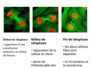 Début de télophase
• apparition d’une
constriction
annulaire au milieu
du fuseau
Milieu de
télophase
• séparation de la
cellule en deux
• perte de
l’individualité des
Fin de télophase
• les deux cellules
filles sont
séparées
• la chromatine et
la membrane
 