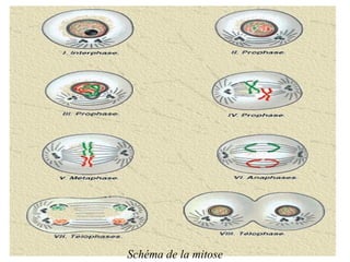 Schéma de la mitose
 