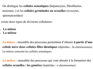 l existe deux types de divisions cellulaires:
. La mitose
. La méiose
La mitose : ensemble des processus permettant d’obtenir à partir d’une
cellule mère deux cellules filles identiques (diploïdes : 2n chromosomes).
La mitose concerne les cellules somatiques
La méiose : ensemble des processus qui vont aboutir à la formation des
cellules sexuelles : les gamètes (haploïdes : n chromosomes)
On distingue les cellules somatiques (hépatocytes, fibroblastes,
neurones..) et les cellules germinales ou sexuelles (ovocytes,
spermatozoïdes)
 