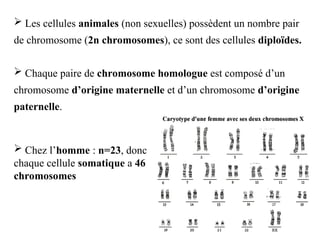  Les cellules animales (non sexuelles) possèdent un nombre pair
de chromosome (2n chromosomes), ce sont des cellules diploïdes.
 Chaque paire de chromosome homologue est composé d’un
chromosome d’origine maternelle et d’un chromosome d’origine
paternelle.
 Chez l’homme : n=23, donc
chaque cellule somatique a 46
chromosomes
 