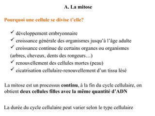 A. La mitose
Pourquoi une cellule se divise t’elle?
La mitose est un processus continu, à la fin du cycle cellulaire, on
obtient deux cellules filles avec la même quantité d’ADN
La durée du cycle cellulaire peut varier selon le type cellulaire
 développement embryonnaire
 croissance générale des organismes jusqu’à l’âge adulte
 croissance continue de certains organes ou organismes
(arbres, cheveux, dents des rongeurs…)
 renouvellement des cellules mortes (peau)
 cicatrisation cellulaire-renouvellement d’un tissu lésé
 