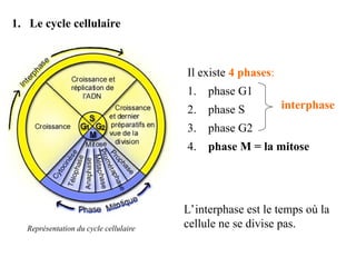 1. Le cycle cellulaire
Représentation du cycle cellulaire
Il existe 4 phases:
1. phase G1
2. phase S
3. phase G2
4. phase M = la mitose
interphase
L’interphase est le temps où la
cellule ne se divise pas.
 