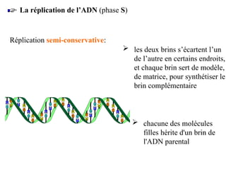 La réplication de l’ADN (phase S)
Réplication semi-conservative:
 chacune des molécules
filles hérite d'un brin de
l'ADN parental
 les deux brins s’écartent l’un
de l’autre en certains endroits,
et chaque brin sert de modèle,
de matrice, pour synthétiser le
brin complémentaire
 