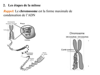 2. Les étapes de la mitose
Rappel: Le chromosome est la forme maximale de
condensation de l’ADN
 