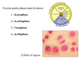 Il existe quatre phases dans la mitose:
1.- la prophase
2.- la métaphase
3.- l’anaphase
4.- la télophase
Cellules d’oignon
 