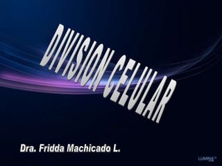 DIVISION CELULAR Dra. Fridda Machicado L. 