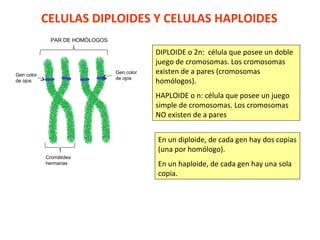 CELULAS DIPLOIDES Y CELULAS HAPLOIDES
DIPLOIDE o 2n: célula que posee un doble
juego de cromosomas. Los cromosomas
existen de a pares (cromosomas
homólogos).
HAPLOIDE o n: célula que posee un juego
simple de cromosomas. Los cromosomas
NO existen de a pares
En un diploide, de cada gen hay dos copias
(una por homólogo).
En un haploide, de cada gen hay una sola
copia.
PAR DE HOMÓLOGOS
Gen color
de ojos
Gen color
de ojos
Cromátides
hermanas
 