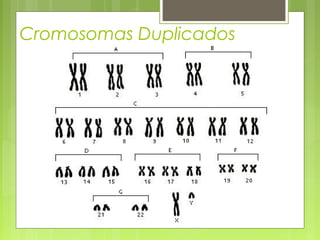 Cromosomas Duplicados

 