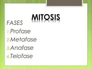 FASES
1.Profase
2.Metafase
3.Anafase
4.Telofase

 