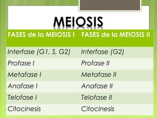 FASES de la MEIOSIS I

FASES de la MEIOSIS II

Interfase (G1, S, G2)

Interfase (G2)

Profase I

Profase II

Metafase I

Metafase II

Anafase I

Anafase II

Telofase I

Telofase II

Citocinesis

Citocinesis

 