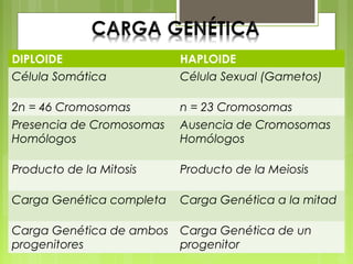 DIPLOIDE
Célula Somática

HAPLOIDE
Célula Sexual (Gametos)

2n = 46 Cromosomas
Presencia de Cromosomas
Homólogos

n = 23 Cromosomas
Ausencia de Cromosomas
Homólogos

Producto de la Mitosis

Producto de la Meiosis

Carga Genética completa

Carga Genética a la mitad

Carga Genética de ambos Carga Genética de un
progenitores
progenitor

 