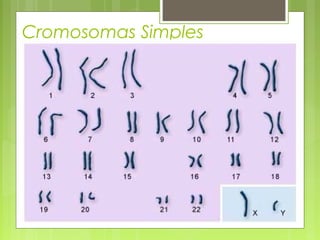 Cromosomas Simples

 