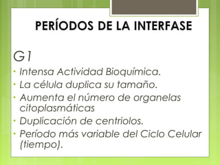 G1
•
•
•
•
•

Intensa Actividad Bioquímica.
La célula duplica su tamaño.
Aumenta el número de organelas
citoplasmáticas
Duplicación de centriolos.
Período más variable del Ciclo Celular
(tiempo).

 