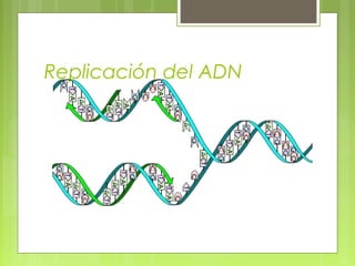 Replicación del ADN

 