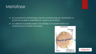 Metafase


Es cuando los centrómeros de los cromosomas se comienzan a
juntar en la placa metafásica o plano ecuatorial.



La célula no puede pasar a la anfase si no están todos sus
cinetocoros no están anclados.

 