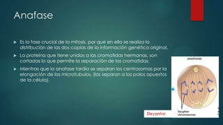 Anafase


Es la fase crucial de la mitosis, por que en ella se realiza la
distribución de las dos copias de la información genética original.



La proteína que tiene unidas a las cromatidas hermanas, son
cortadas lo que permite la separación de las cromatidas.



Mientras que la anafase tardía se separan los centrosomas por la
elongación de los microtubulos. (los separan a los polos opuestos
de la célula).

 