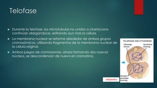 Telofase


Durante la telofase, los microtubulos no unidos a cinetocoros
continúan alargandoce, estirando aun mas la célula.



La membrana nuclear se reforma alrededor de ambos grupos
cromosómicos, utilizando fragmentos de la membrana nuclear de
la célula original.



Ambos juegos de cromosomas, ahora formando dos nuevos
núcleos, se descondensan de nuevo en cromatina.

 