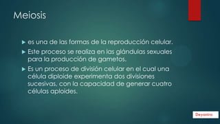 Meiosis


es una de las formas de la reproducción celular.



Este proceso se realiza en las glándulas sexuales
para la producción de gametos.



Es un proceso de división celular en el cual una
célula diploide experimenta dos divisiones
sucesivas, con la capacidad de generar cuatro
células aploides.

 