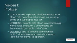 Meiosis I:
Profase


La Profase I de la primera división meiótica es la
etapa más compleja del proceso y a su vez se
divide en 5 subetapas, que son:



LEPTOTENO: durante esta etapa los cormosomas
individuales empiezan a condensarse en
filamentos largos dentro del núcleo.



ZIGOTENO: esto se conoce como sipnasis
(unión), donde los cromosomas homólogos
(paterno y materno) se aparean.

 