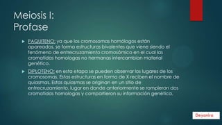 Meiosis I:
Profase


PAQUITENO: ya que los cromosomas homólogos están
apareados, se forma estructuras bivalentes que viene siendo el
fenómeno de entrecruzamiento cromosómico en el cual las
cromatídas homologas no hermanas intercambian material
genético.



DIPLOTENO: en esta etapa se pueden observar los lugares de los
cromosomas. Estas estructuras en forma de X reciben el nombre de
quiasmas. Estas quiasmas se originan en un sitio de
entrecruzamiento, lugar en donde anteriormente se rompieron dos
cromatidas homologas y compartieron su información genética.

 