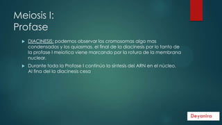 Meiosis I:
Profase


DIACINESIS: podemos observar los cromosomas algo mas
condensados y los quiasmas. el final de la diacinesis por lo tanto de
la profase I meiotica viene marcando por la rotura de la membrana
nuclear.



Durante toda la Profase I continúo la síntesis del ARN en el núcleo.
Al fina del la diacinesis cesa

 