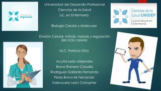 Universidad del Desarrollo Profesional
Ciencias de la Salud
Lic. en Enfermería
Biología Celular y Molecular
División Celular: mitosis, meiosis y regulación
del ciclo celular.
M.C. Patricia Orta
Acuña León Alejandro
Bravo Romero Claudia
Rodriguez Gallardo Fernando
Pérez Bravo Iris Fernanda
Valenzuela León Cristopher

 