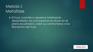 Meiosis I:
Metafase


El huso cromático aparece totalmente
desarrollado, los cromosomas se sitúan en el
plano ecuatorial y unen sus centromeros a los
filamentos del huso.

 