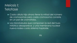 Meiosis I:
Telofase


Cada célula hija ahora tiene la mitad del número
de cromosomas pero cada cromosoma consiste
en un par de cromátidas.



Los microtubulos que componen la red del huso
mitótico desaparece, y una membrana nuclear
nueva rodea cada sistema haploide.
Iris

 