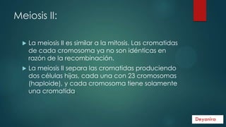 Meiosis II:


La meiosis II es similar a la mitosis. Las cromatidas
de cada cromosoma ya no son idénticas en
razón de la recombinación.



La meiosis II separa las cromatidas produciendo
dos células hijas, cada una con 23 cromosomas
(haploide), y cada cromosoma tiene solamente
una cromatida.

 