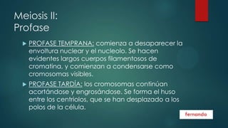 Meiosis II:
Profase


PROFASE TEMPRANA: comienza a desaparecer la
envoltura nuclear y el nucleolo. Se hacen
evidentes largos cuerpos filamentosos de
cromatina, y comienzan a condensarse como
cromosomas visibles.



PROFASE TARDÍA: los cromosomas continúan
acortándose y engrosándose. Se forma el huso
entre los centriolos, que se han desplazado a los
polos de la célula.

 