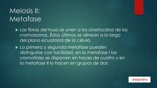Meiosis II:
Metafase


Las fibras del huso se unen a los cinetocóros de los
cromosomas. Éstos últimos se alinean a lo largo
del plano ecuatorial de la célula.



La primera y segunda metafase pueden
distinguirse con facilidad, en la metafase I las
cromatides se disponen en haces de cuatro y en
la metafase II lo hacen en grupos de dos

 