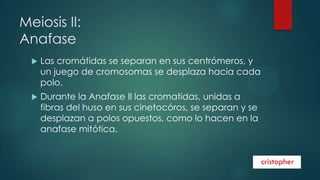 Meiosis II:
Anafase


Las cromátidas se separan en sus centrómeros, y
un juego de cromosomas se desplaza hacia cada
polo.



Durante la Anafase II las cromatidas, unidas a
fibras del huso en sus cinetocóros, se separan y se
desplazan a polos opuestos, como lo hacen en la
anafase mitótica.

 