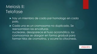 Meiosis II:
Telofase


hay un miembro de cada par homologo en cada
polo.



Cada uno es un cromosoma no duplicado. Se
reensamblan las envolturas
nucleares, desaparece el huso acromático, los
cromosomas se alargan en forma gradual para
formar hilos de cromatina, y ocurre la citocinesis.

 