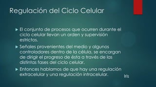 Regulación del Ciclo Celular


El conjunto de procesos que ocurren durante el
ciclo celular llevan un orden y supervisión
estrictos.



Señales provenientes del medio y algunos
controladores dentro de la célula, se encargan
de dirigir el progreso de ésta a través de las
distintas fases del ciclo celular.



Entonces hablamos de que hay una regulación
extracelular y una regulación intracelular.
Iris

 