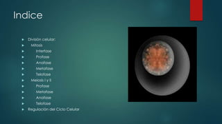 Indice



División celular:
Mitosis



Interfase



Profase



Anafase



Metafase



Telofase



Meiosis I y II



Profase



Metafase



Anafase



Telofase



Regulación del Ciclo Celular

 