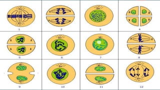 Division celular