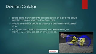 División Celular


Es una parte muy importante del ciclo celular en el que una célula
inicial se divide para formar dos células hijas.



Gracias a la división celular se produce el crecimiento en los seres
vivos.



En algunos animales la división celular se detiene en algún
momento y las células acaban envejeciendo.

 