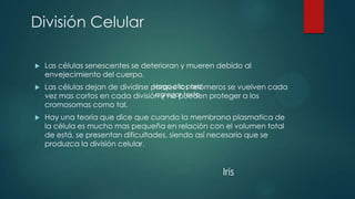 División Celular


Las células senescentes se deterioran y mueren debido al
envejecimiento del cuerpo.



Haga clic para
Las células dejan de dividirse porque los telómeros se vuelven cada
agregar texto
vez mas cortos en cada división y no pueden proteger a los
cromosomas como tal.



Hay una teoría que dice que cuando la membrana plasmatica de
la célula es mucho mas pequeña en relación con el volumen total
de está, se presentan dificultades, siendo así necesario que se
produzca la división celular.

Iris

 