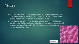 Mitosis


Es un proceso que ocurre en el núcleo de las células eucariotas y
que precede inmediatamente a la división celular, consiste en el
reparto equitativo del material hereditario (ADN).



Este tipo de división ocurre en células somáticas y normalmente
concluye con la formación de dos núcleos separados (cariocinesis)
seguido de la participación del citoplasma (citocinesis), para
formar dos células hijas.

 